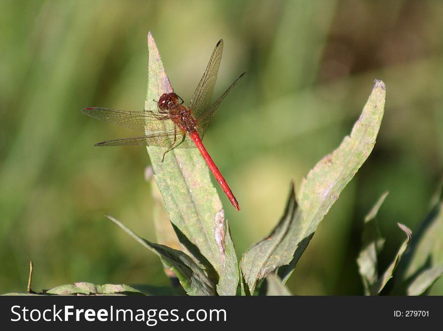 A red damselfly. A red damselfly