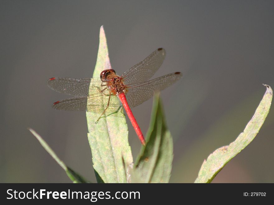 A red damselfly. A red damselfly