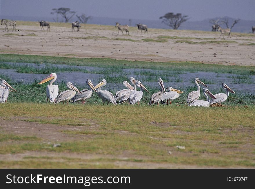 Birds