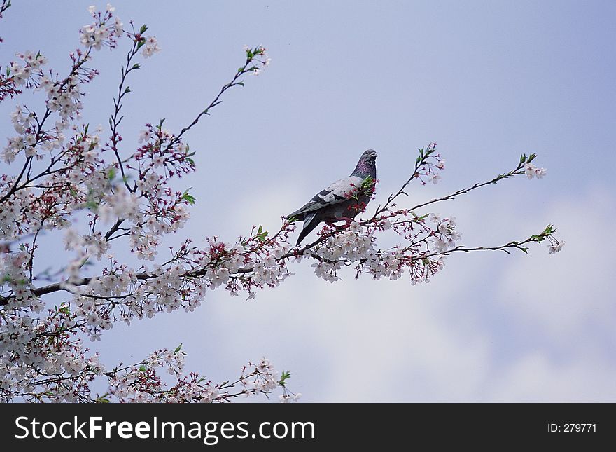 Birds Image