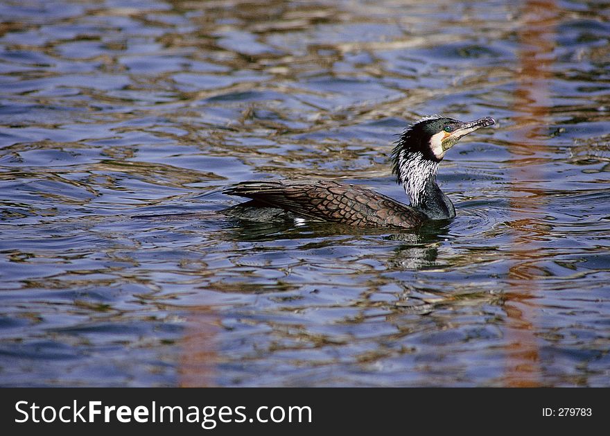 Birds Image