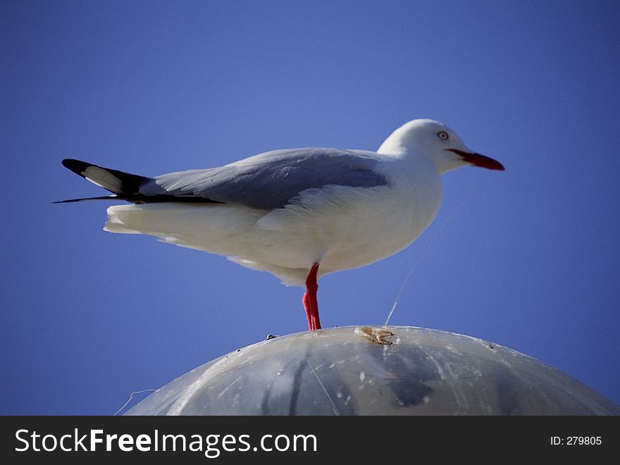 Birds Image