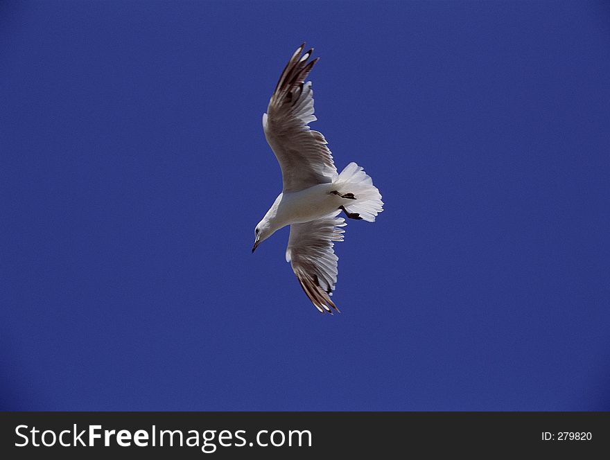 Birds Image