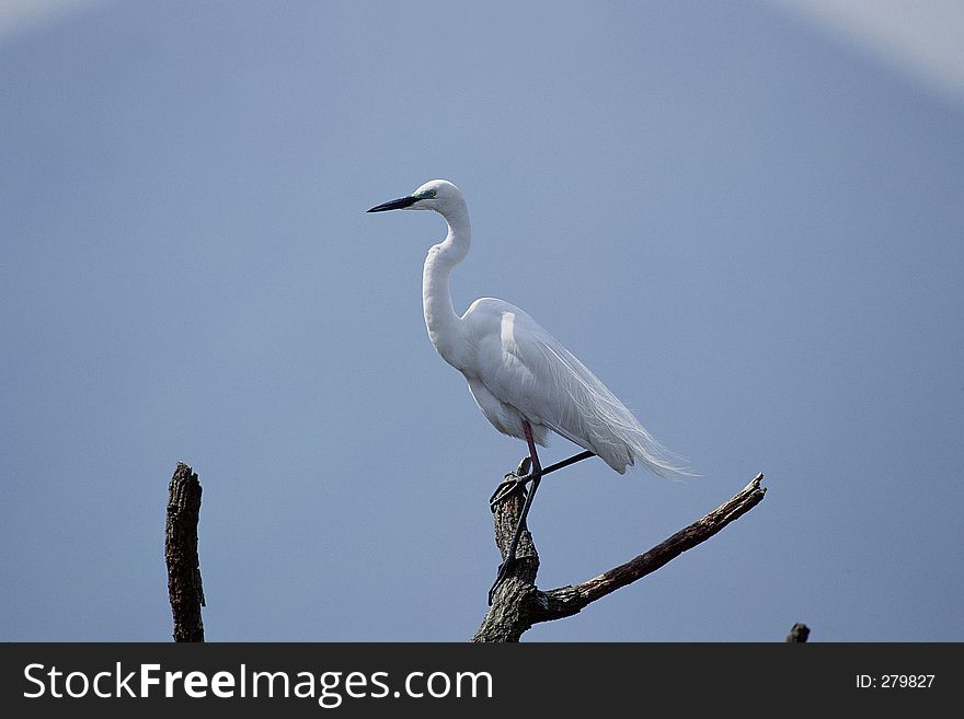 Birds Image