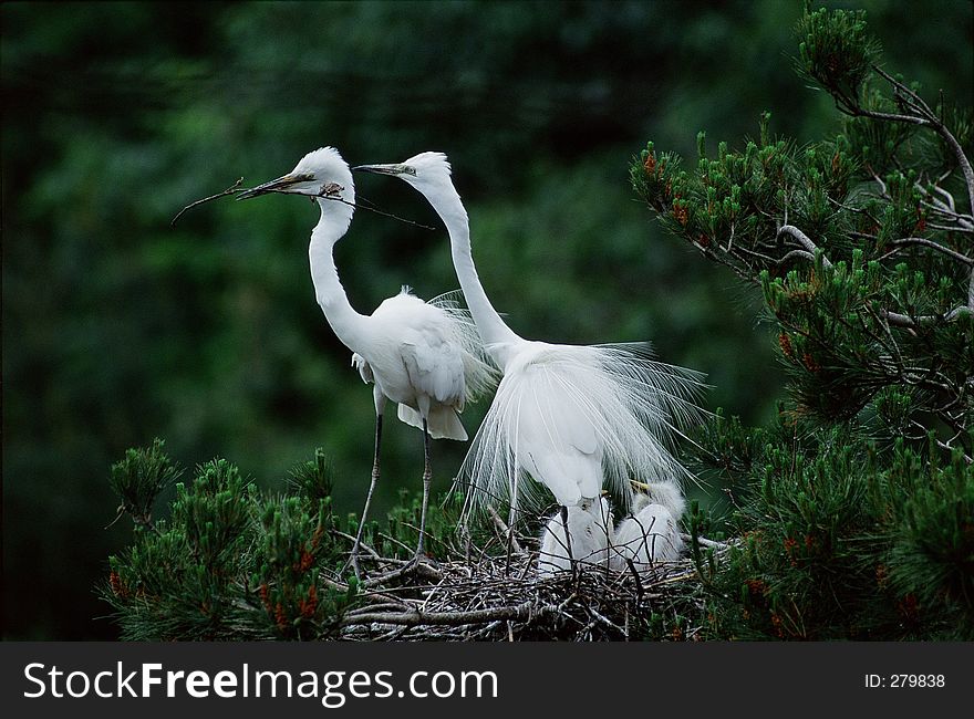 Birds Image