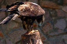 Eagle With A Bag Stock Image Eagle With A Bag Stock Image