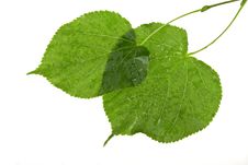 Structure Of Wet Leaves Royalty Free Stock Images Structure Of Wet Leaves Royalty Free Stock Images