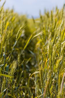 Wheat Field Detail Stock Photography Wheat Field Detail Stock Photography