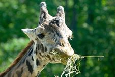 Giraffe Royalty Free Stock Photos Giraffe Royalty Free Stock Photos