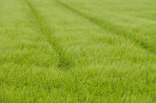 Track In Corn Royalty Free Stock Photos Track In Corn Royalty Free Stock Photos