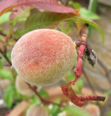 Ripening Peach Stock Photos Ripening Peach Stock Photos
