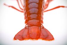 Crayfish Royalty Free Stock Photography Crayfish Royalty Free Stock Photography