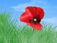 Poppy In The Grass Stock Images Poppy In The Grass Stock Images