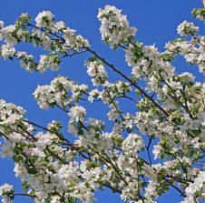 Blossom Tree Stock Images Blossom Tree Stock Images