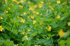 Yellow Weeds In Alley 4 Royalty Free Stock Photos Yellow Weeds In Alley 4 Royalty Free Stock Photos