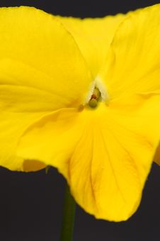 Yellow Pansy 2 Stock Images Yellow Pansy 2 Stock Images