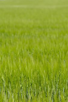 Green Field Royalty Free Stock Photography Green Field Royalty Free Stock Photography