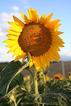 Sunflower Royalty Free Stock Image