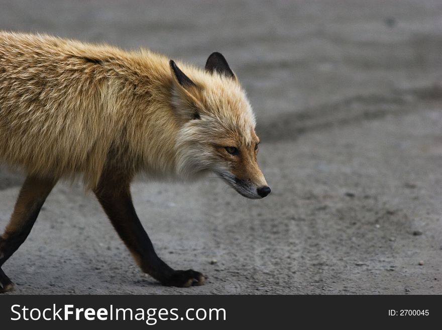 Wild Fox Portrait