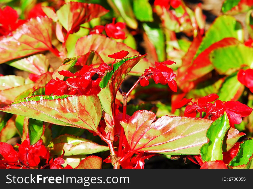 Red dragons tongue plant with water beads