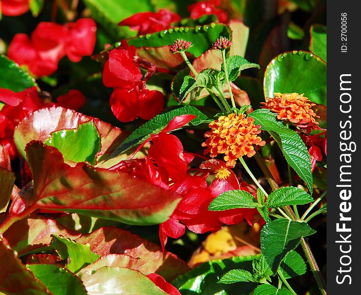 Red dragons tongue plant with water beads