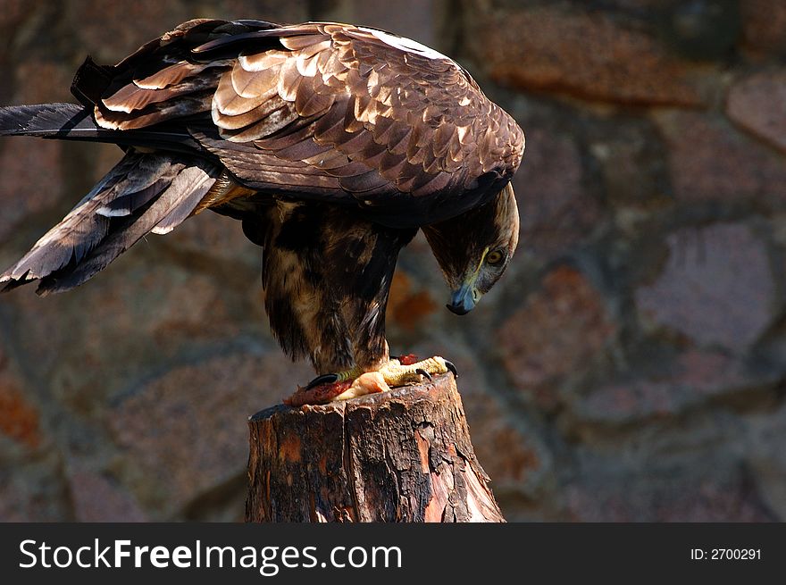 Eagle with a bag on a stump