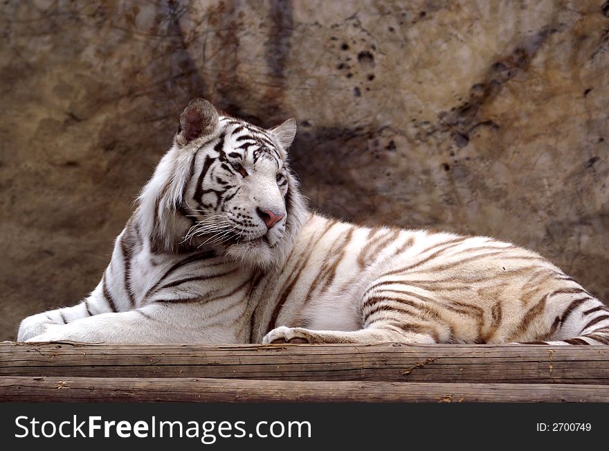 Portrait of lying bengal tiger