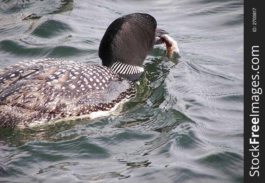 A parent loon is preparing to feed their young. A parent loon is preparing to feed their young