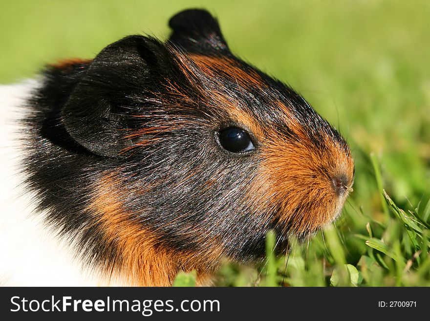 Portrait of young guinea pig. Portrait of young guinea pig