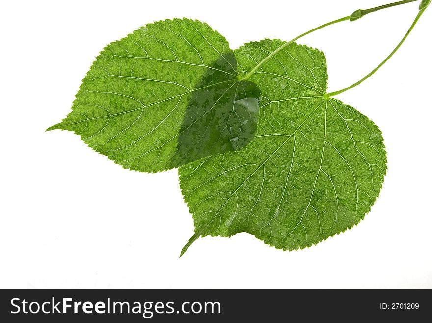 Structure of wet leaves isolated on white background