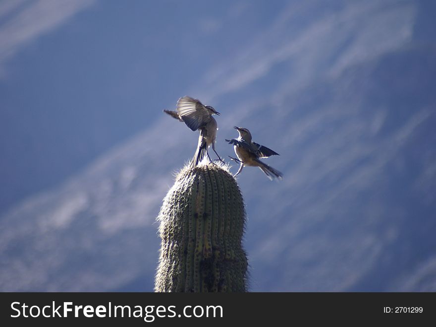 Birds fighting up in a cactus