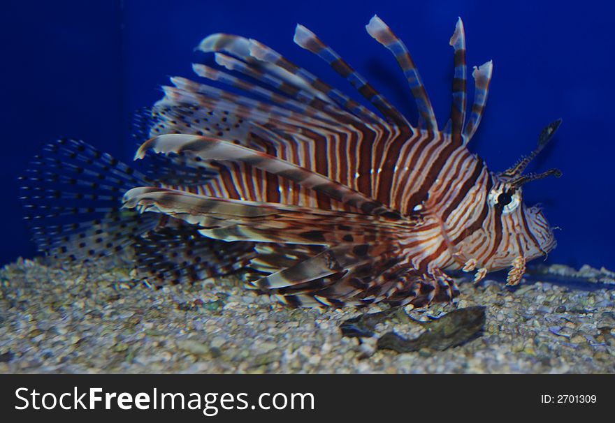 Nice lion fish on blue background