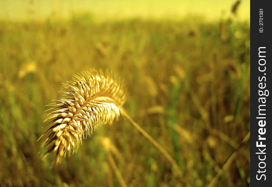 One cereal on a field in yellow