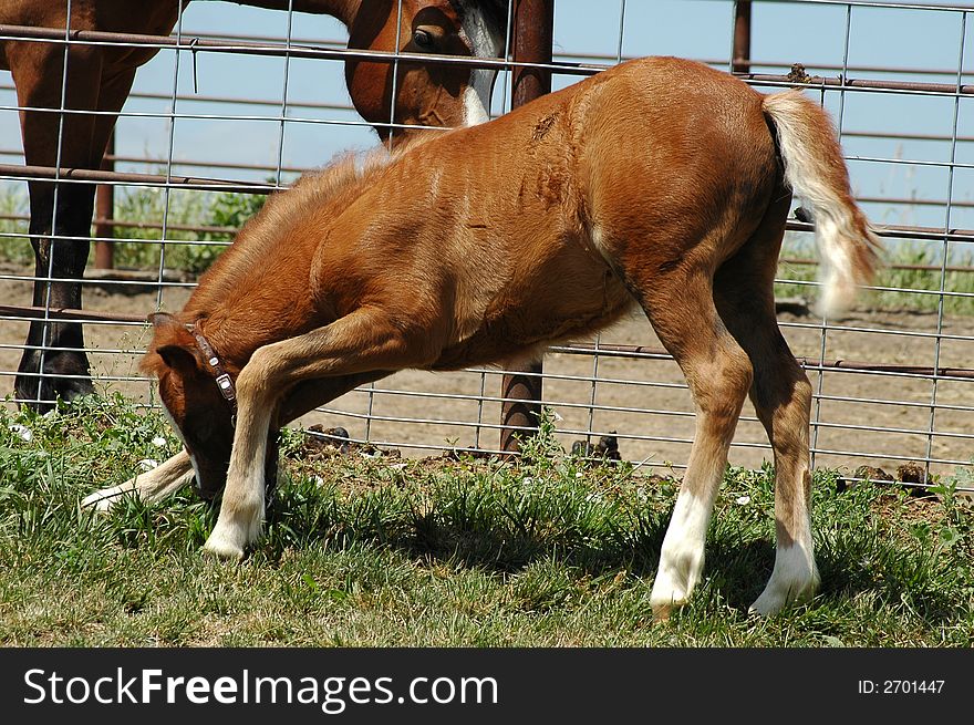 Young poy colt nibbling on grass while a neighboring horse watches. Young poy colt nibbling on grass while a neighboring horse watches.