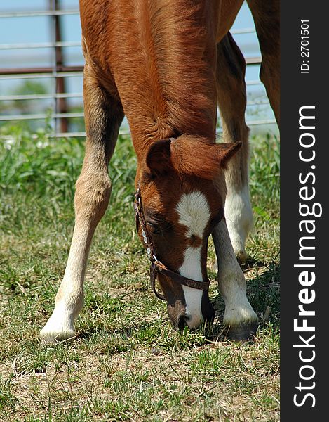 Pony colt eating grass in outdoor paddock.