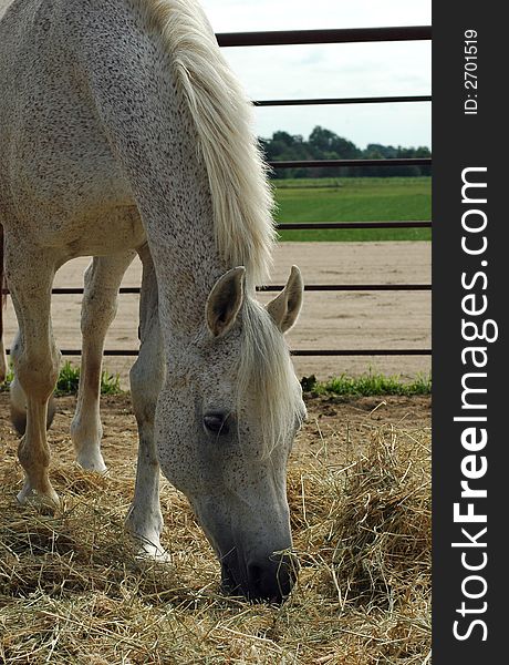 Grey arabian horse eating hay in outdoor paddock. Grey arabian horse eating hay in outdoor paddock.