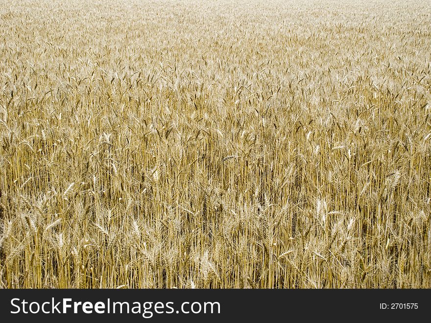 The big field of ripened wheat (bread)