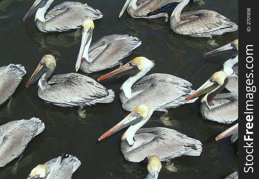 Orderly pelicans swimming in dark Florida waters.  One pelican facing viewer, the rest facing left.