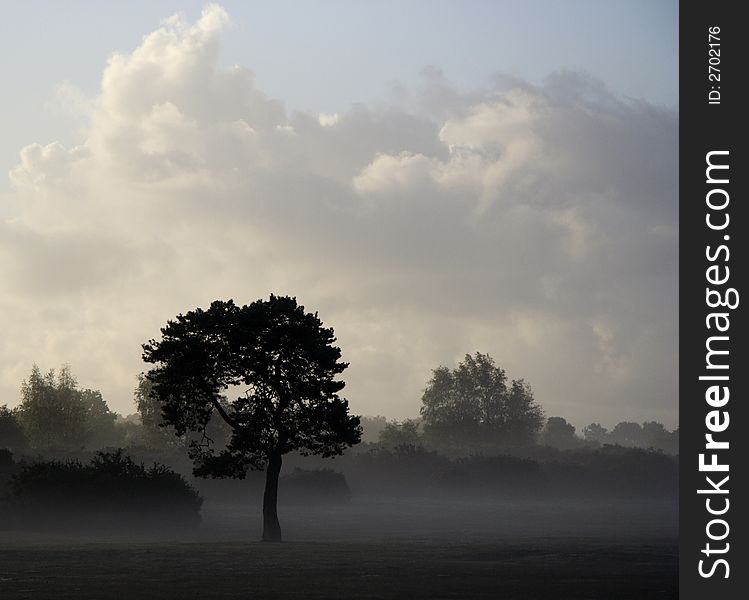 Early morning mist on Canada Common in the New Forest National Park, Hampshire, England. Early morning mist on Canada Common in the New Forest National Park, Hampshire, England