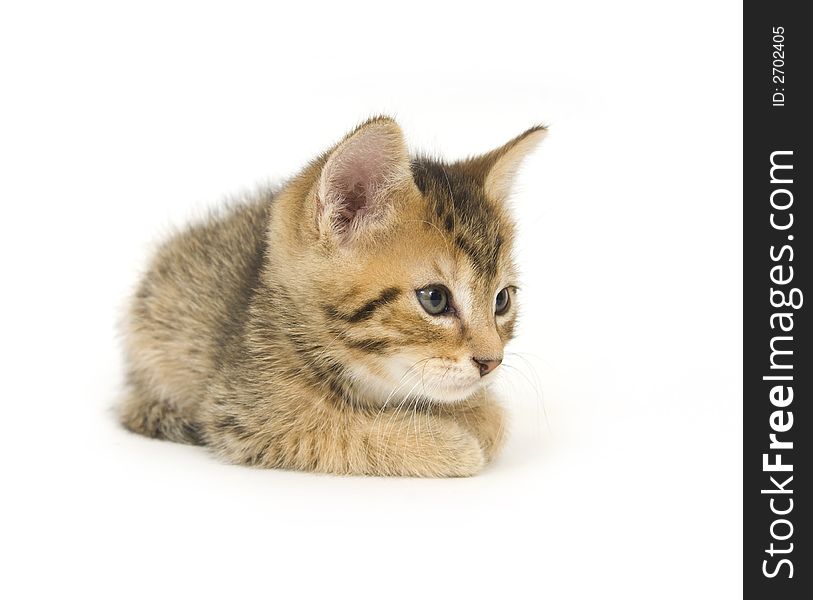 A kitten rests while sitting on a white background. A kitten rests while sitting on a white background