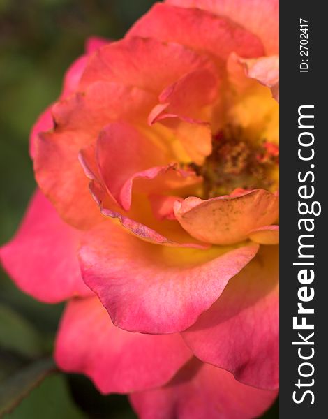 Image of a beautiful, pink and yellow rose. Image of a beautiful, pink and yellow rose