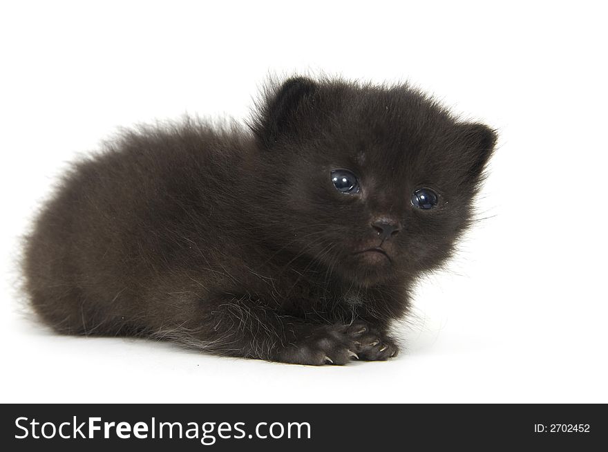 Fuzzy black kitten on white
