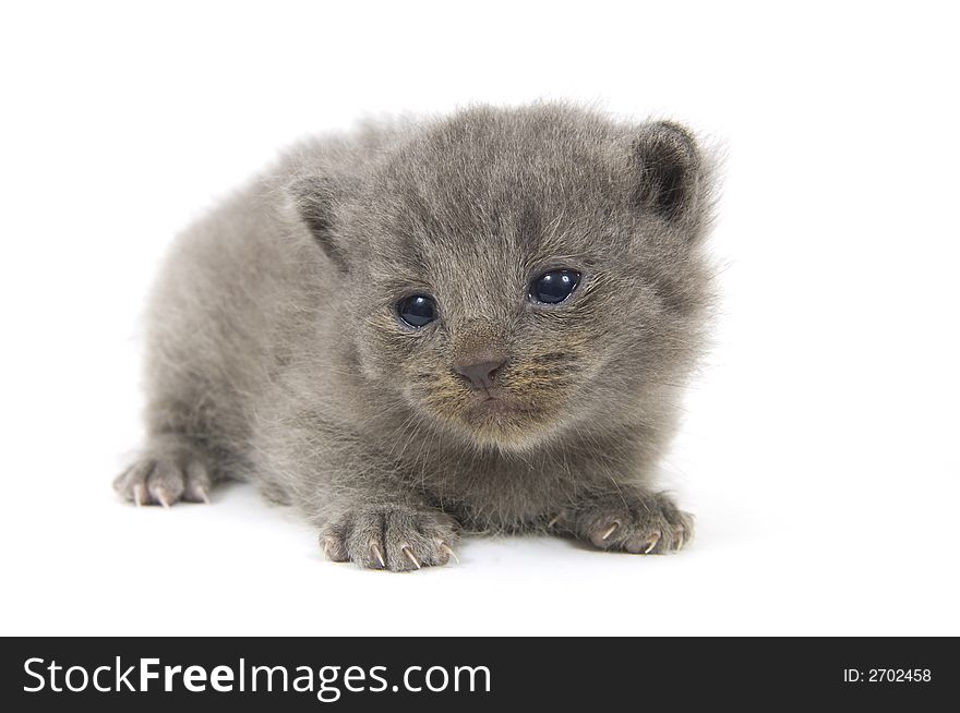 A gray kitten that just opened its eyes sits in a white background