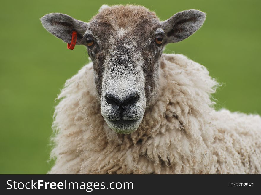 Sheeps face with red tag in ear