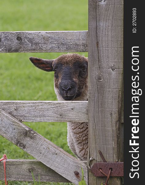 Lamb looking through wooden gate. Lamb looking through wooden gate