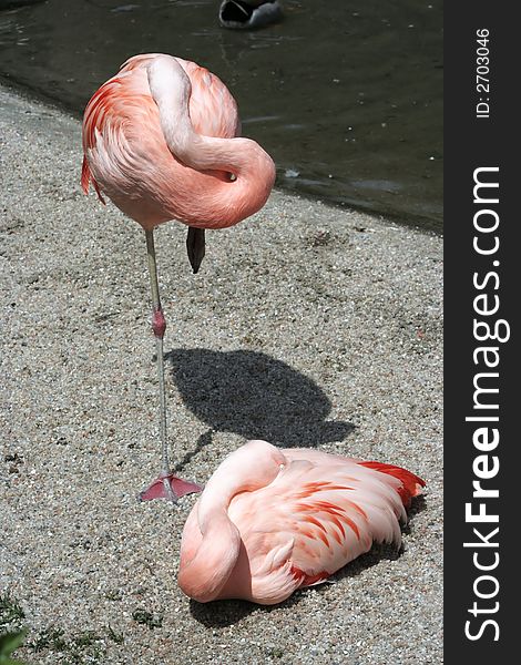 A view of a group of beautiful and colorful flamingo wandering in the lake. A view of a group of beautiful and colorful flamingo wandering in the lake