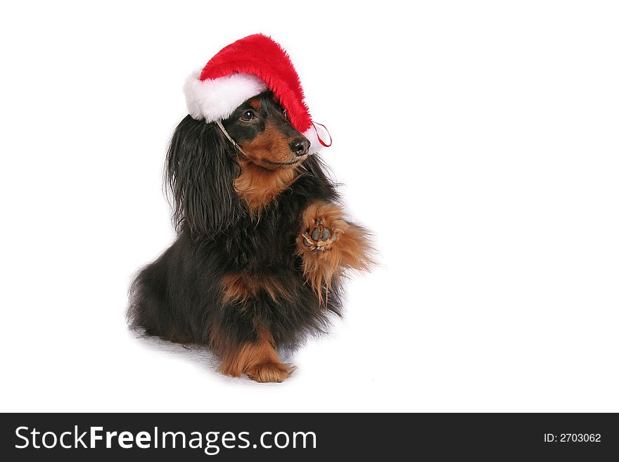 A cute Dachshund in a Christmas Santa hat with raised paw. A cute Dachshund in a Christmas Santa hat with raised paw.