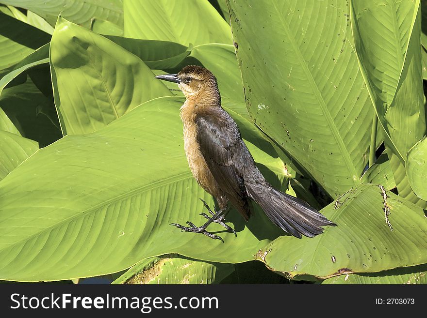 Crakle Bird Sitting On Leaf