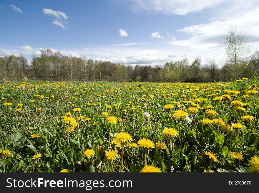 Field with dandelions