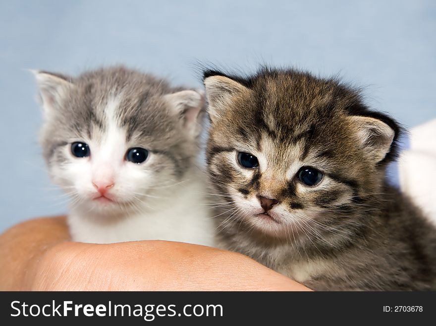 Two little kittens at the age of three weeks at bluish background and hand of woman. Two little kittens at the age of three weeks at bluish background and hand of woman.